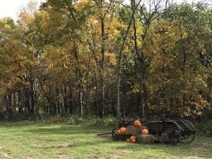 Beautiful Photos - Pumpkins and Wagon